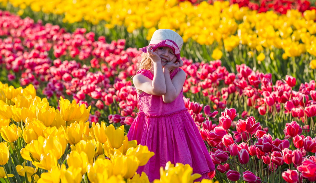 Tesselaar Tulip Festival