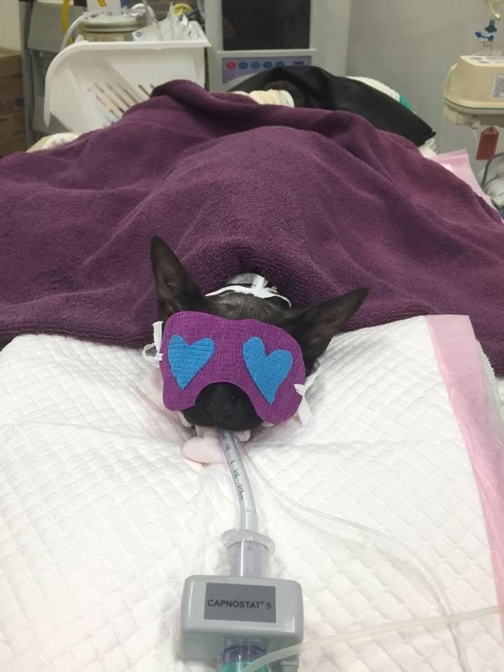 Pet care in Summer