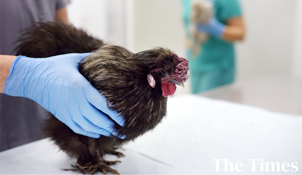 The danger of bird flu to pets and animals
