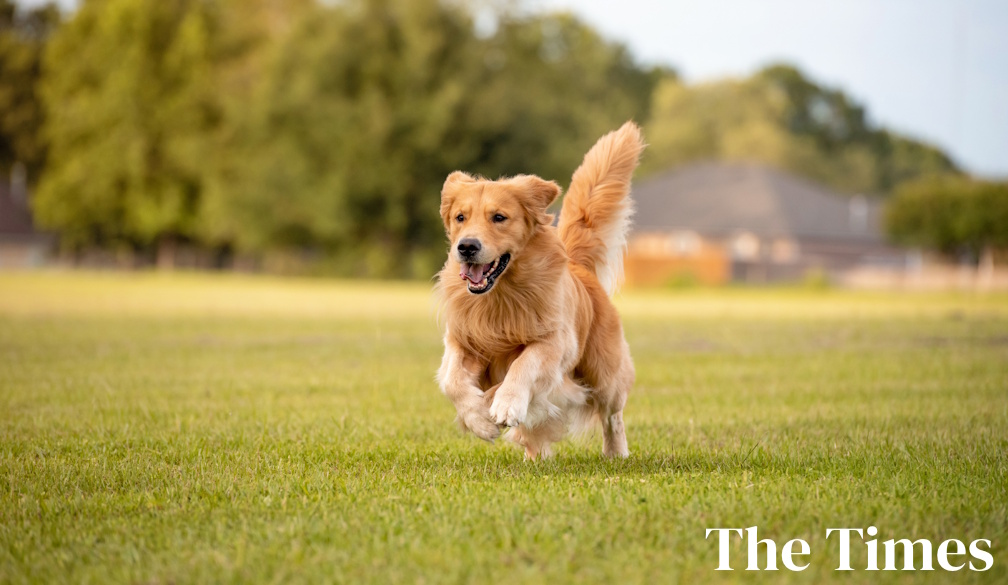 Golden Retreivers make wonderful pets